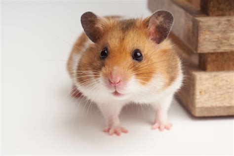 Hamster Quotes To Inspire And Delight Hamster Spruce