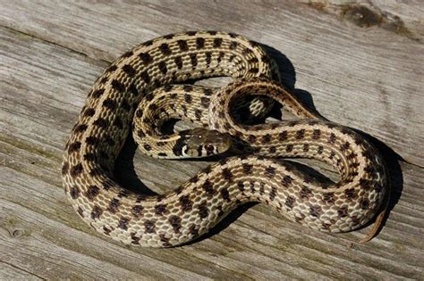 Checkered Garter Snake Facts And Pictures Reptile Fact