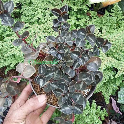 Jual Tanaman Hias Daun Mangkok | SENTRATANI.COM