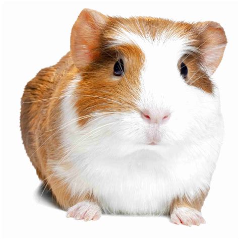 Pet Pigs For Sale Victoria Baby Guinea Pigs For Sale Coulsdon
