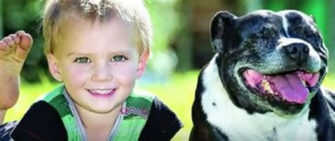 Hero Dog Saves Boy 2 From Drowning Video