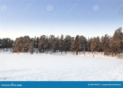 Frozen Lake In Inari Finland Stock Photo Image Of Tree Frozen 28679654