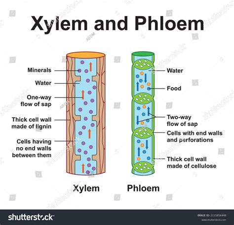 Xylem And Phloem Diagram For Kids