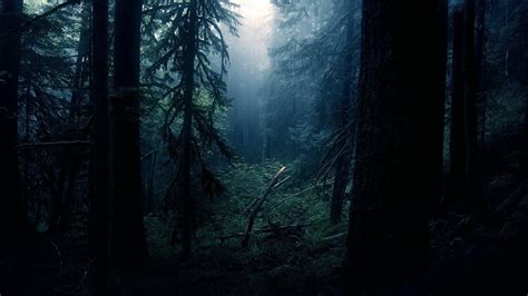 Download Nature Fog Cloud Dark Tree Forest Hd Wallpaper