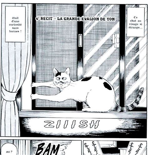 Le Journal Des Chats Un Manga De Junji Ito