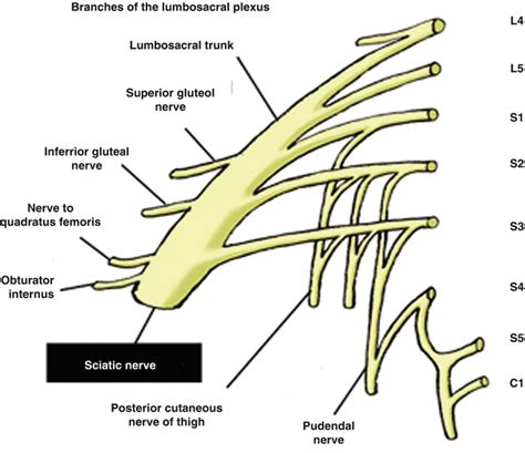 Proximal Sciatic Nerve Block Ultrasound Guided Springerlink