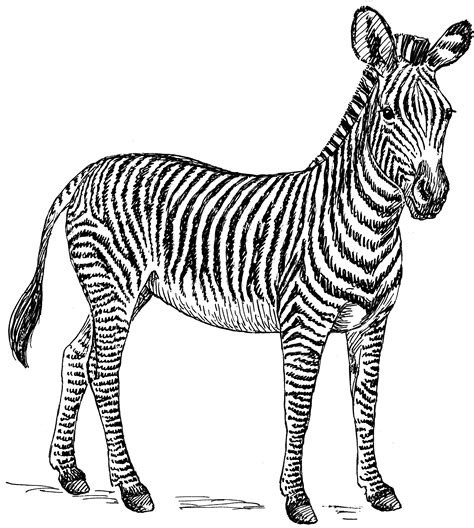 Zebra Png High Quality Image Zebra Clip Art Black And White