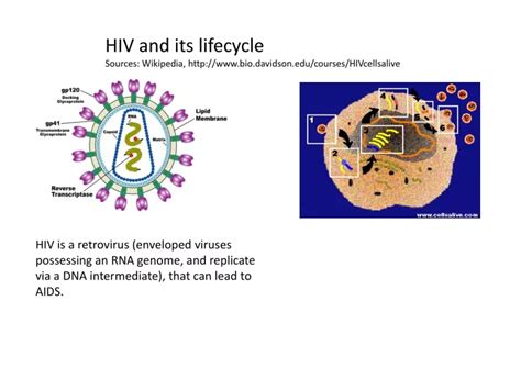 Ppt Hiv And Its Lifecycle Sources Wikipedia Biodavidsoncourses