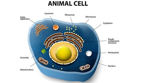 Browse videos, articles, and exercises by topic. What are the Differences Between Plant Cells and Animal ...