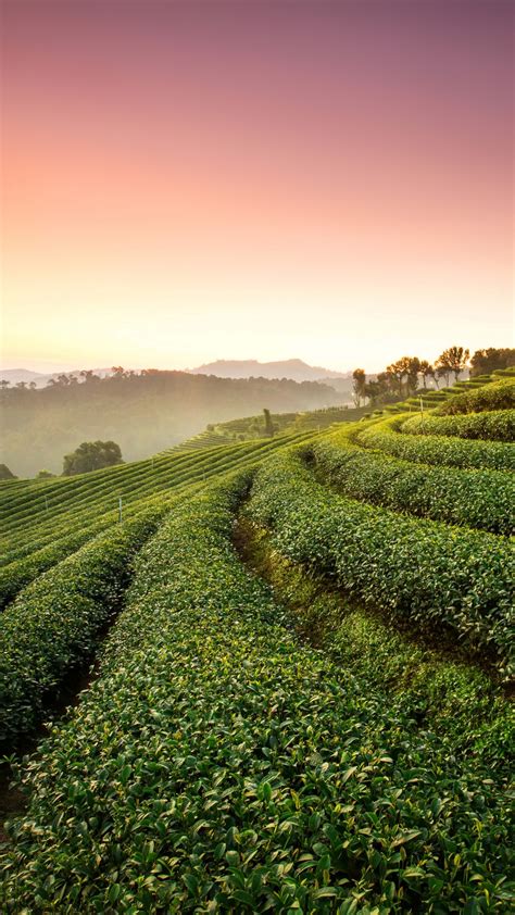 Wallpapers Hd Tea Plantation Landscape