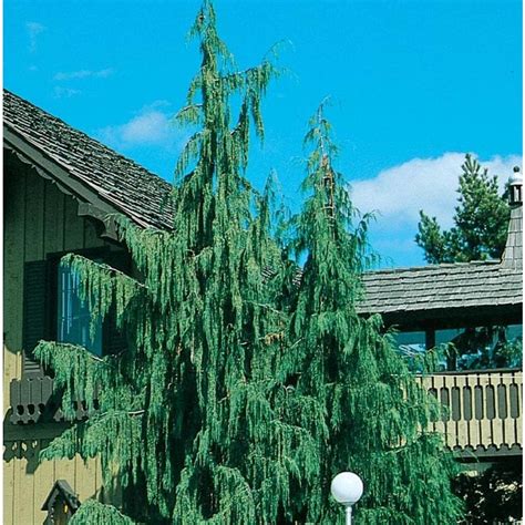 Alaskan Weeping Evergreen For Small Gardens Deciduous Trees For Small