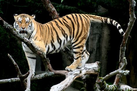 Filesiberian Tiger Sf Wikimedia Commons