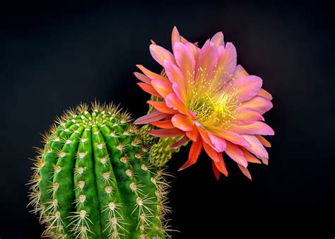 15 Beautiful Pictures Of Cactus Flowers Birds And Blooms