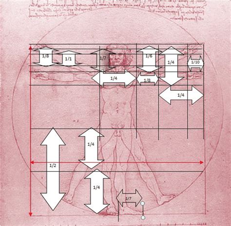 Vitruvian Man With Proportions Suggested By Leonardo Da Vinci