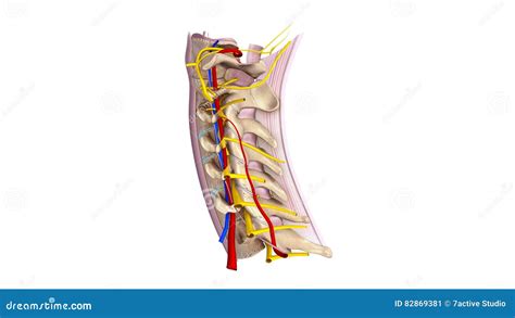 Cervical Spine With Ligament Blood Vessels And Nerves Lateral View