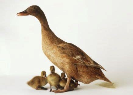 Maybe you would like to learn more about one of these? About Khaki Campbells - Moose Manor Farms