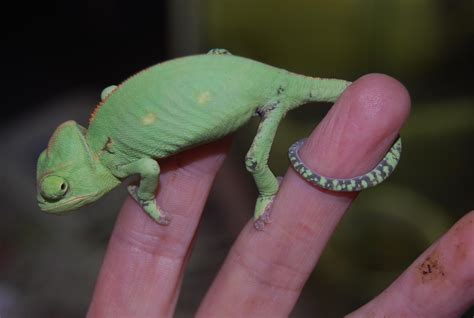 Hi, so i want a yemen chameleon and i was just wondering are they good pets i mean could i get them out like once a week or so also are they fun pets to keep like to watch also if i got it out would it run away are they fast thank you. W Midlands New - Hypermelanistic Yemen (Veiled) Chameleons ...