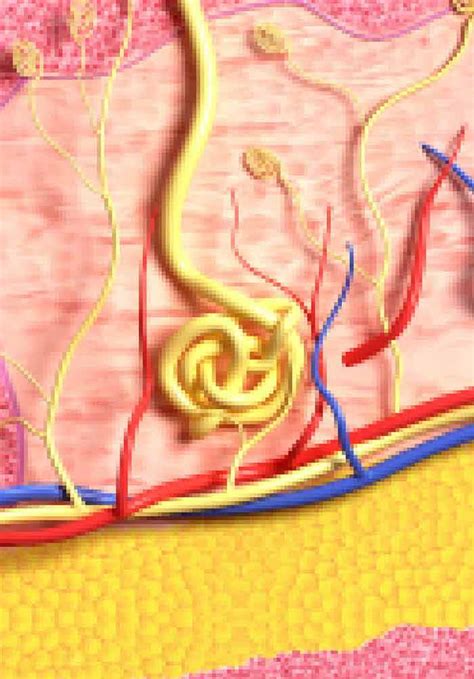 Use Of Skin Grafts In Free Flap Reconstruction Intechopen