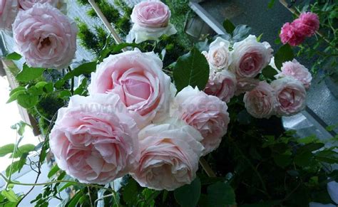 Rose Eden Rose 85 Online Kaufen Agel Rosen Hochstammrosen ~90cm