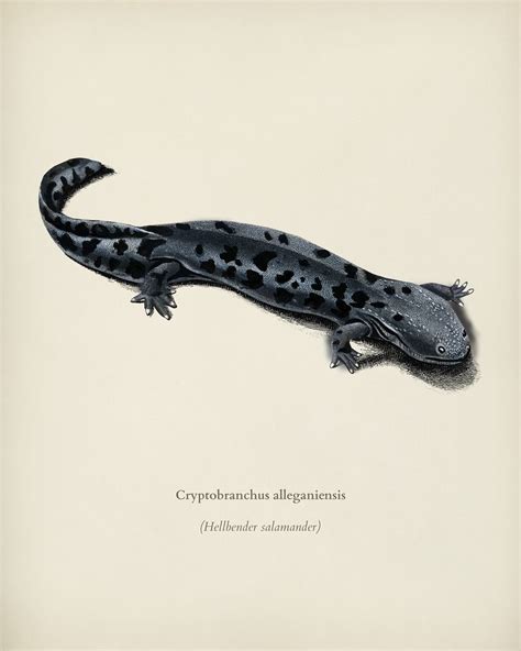 Hellbender Salamander Cryptobranchus Alleganiensis Illustrated