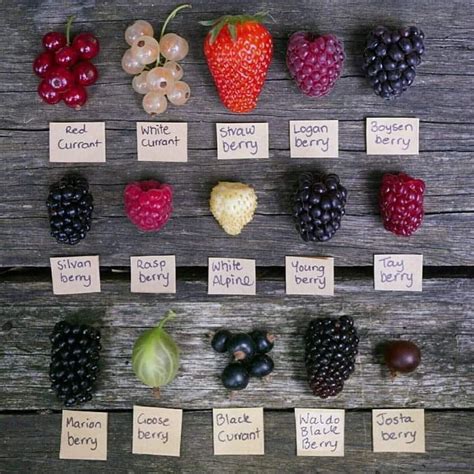 Pin By Jane Steinmiller On Beautifully Healthy‍♀️ Berry Plants
