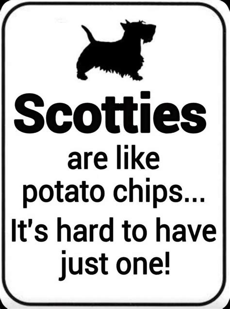Scottie Scottish Terrier Scottie Terrier