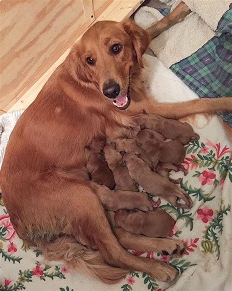 50 Proud Dog Mommies With Their Puppies New Pics Bored Panda