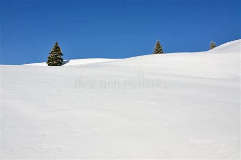 Three Fir Trees On Snowy Hills Stock Image Image Of Europe Frost