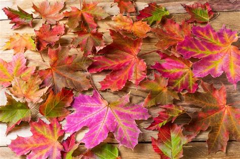 Premium Photo Colorful Fall Maple Leaves