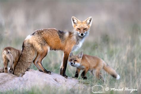Marcel Huijser Photography Red Fox Vulpes Vulpes Female And Kits