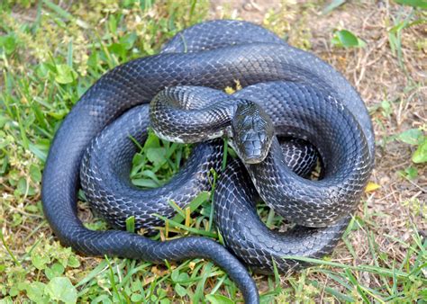 8 Myths About Snakes In India Which Are Believed To Be True Bro4u Blog