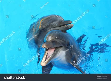 3111 Dolphin Couple Images Stock Photos And Vectors Shutterstock