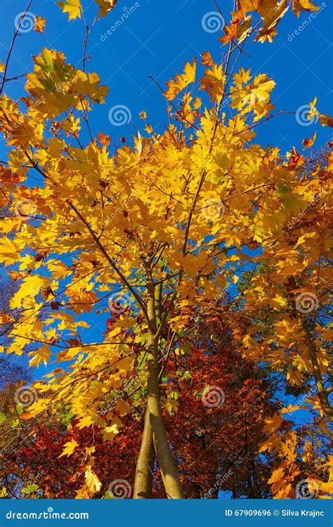 Autumn Tree On Blue Sky Stock Photo Image Of Organic 67909696