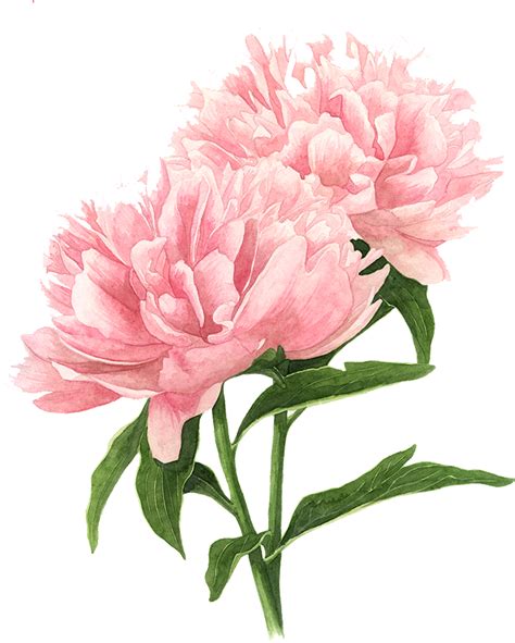 Peony Drawing Peony Painting Watercolor Peonies Botanical Watercolor