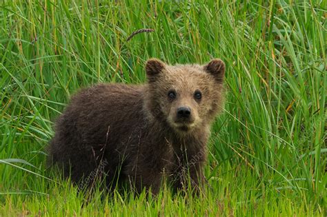 Brown Bear Cub Lake Clark Alaska Usa Stock Image F0092111