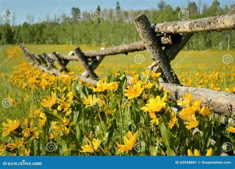 Yellow Wildflowers Stock Image Image Of Quakies Meadows 63928881