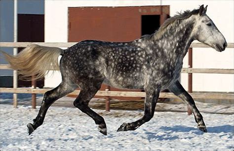 Орловская рысистая Dapple Grey Horses Horse Breeds Most Beautiful