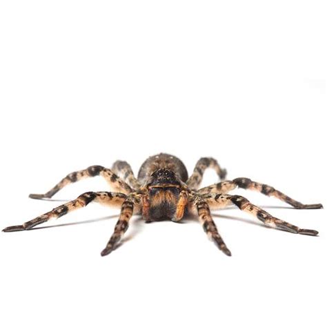 Wolf Spider Identification And Habitat Wolf Spiders In Vancouver Wa
