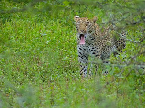 Leopard Panthera Pardus Yawning H5 Road South Of Low Flickr