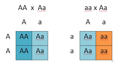 Punnett square the punnett square is a diagram designed by reginald punnett and used by biologists to determine the 2 typical dihybrid cross. Determining Genotypes and Phenotypes using Punnett Squares ...