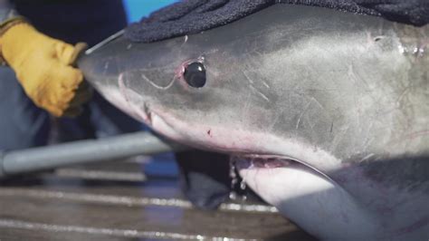 2 000 Pound Great White Shark Pings Off Florida Coast