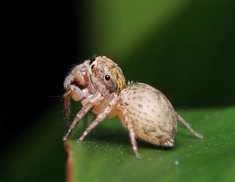 The Samosaurus Chronicles A Beautiful Female Jumping Spider