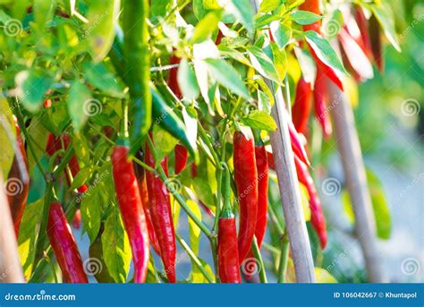 red chili pepper in farm stock image image of nature 106042667