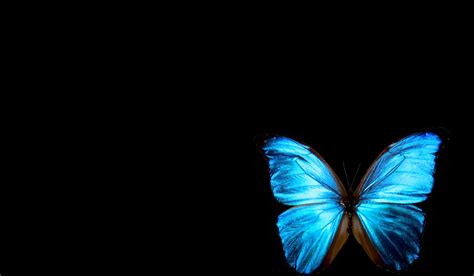 Angelanne Blue Butterfly Life Is Strange Wallpaper