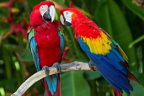 Planning to post that adorable baby photo on social media? Macaws, all you need to know about these colorful birds