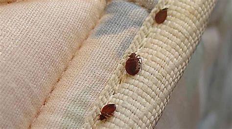 How To Get Rid Of Bed Bugs In Sofas The Definitive Guide Termites Advice