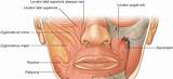 Pictures of Orbicularis Oris Muscle Exercise