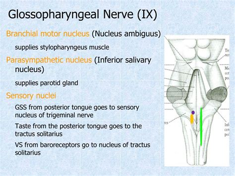 Ppt Cranial Nerves Powerpoint Presentation Free Download Id4837903