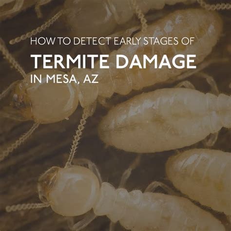 4 Ways To Detect Termite Activity Mesa Termite Treatment
