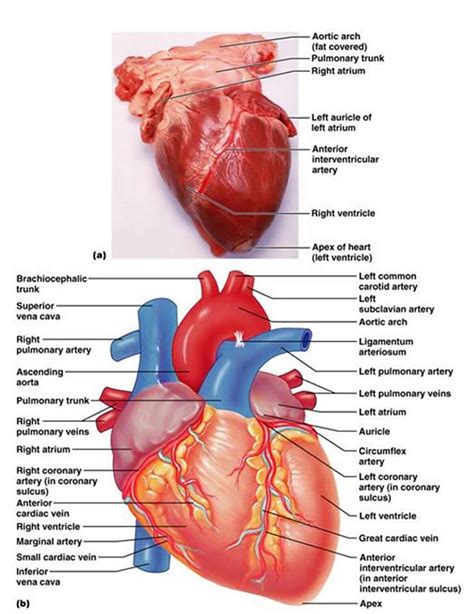 Image result for a labeled heart diagram. The Cardiovascular System: The Heart *good diagrams and ...